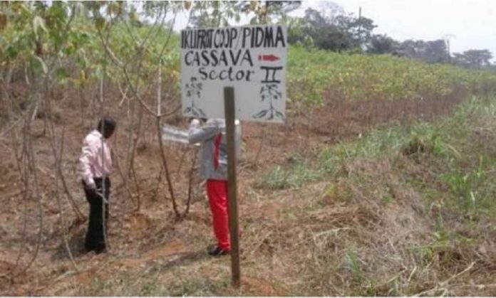 agro industrielle du cameroun agro-industriel-cameroun Afrique centrale : quand le Cameroun se prépare à envahir le marché centrafricain du manioc.