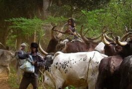Eleveurs-Mbororo.-Photo-Teseum RDC : l'arrivée des Peuls Mbororo à Gombari,  Mariminza et Kibali inquiète les habitants