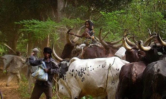 Eleveurs-Mbororo.-Photo-Teseum RDC : l'arrivée des Peuls Mbororo à Gombari,  Mariminza et Kibali inquiète les habitants