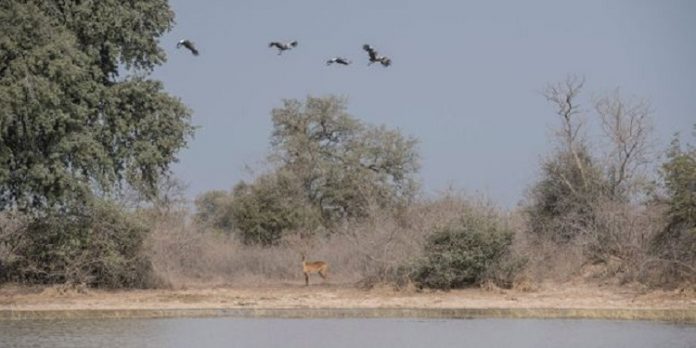 deux-touristes-français-disparus-au-nord-du-benin-dans-un-parc Bénin : deux touristes français disparus dans le nord.