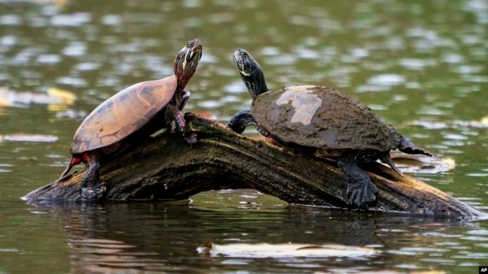 trafic-des-tortues-au-madagascar Des trafiquants de tortues lourdement condamnés à Madagascar