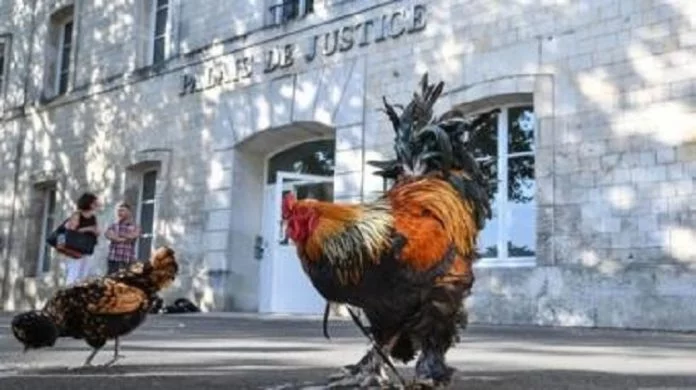 Deux-coqs-devant-le-Tribunal-de-Grande-Instance-de-Rochefort-dans-louest-de-la-France Un coq 