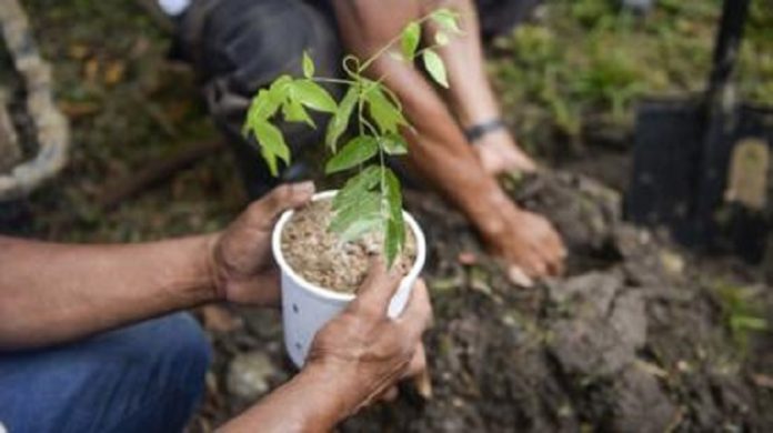 La-campagne-de-reboisement-vise-à-planter-200-millions-darbres-en-un-jour L'Éthiopie veut planter 200 millions d'arbres en un jour