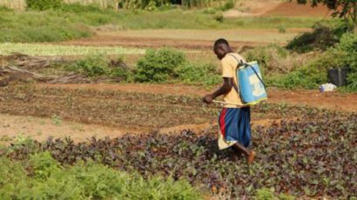 IMG_0570 18 morts suite à la consommation d'aliments contaminés aux pesticides au Burkina Faso