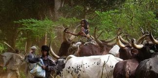 Des éleveurs Mbororo. Photo Teseum