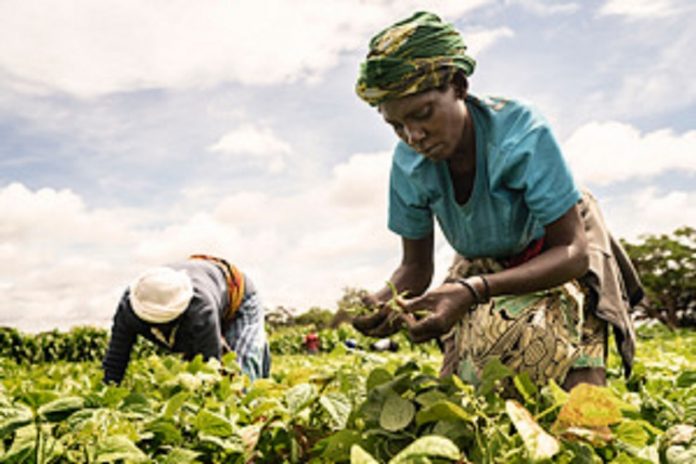 Une alimentation saine ne doit pas être un luxe pour les Africains image-de-la-FAO Une alimentation saine ne doit pas être un luxe pour les Africains