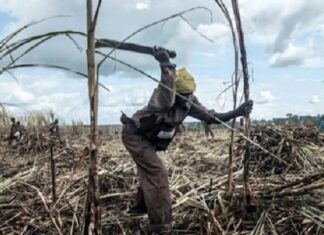Un ouvrier agricole travaille dans un champ de canne à sucre à Ngakobo, à 400 km à l'est de Bangui, le 5 juin 2014 ( AFP / stephane jourdain