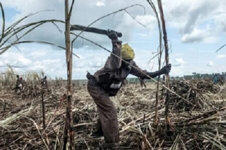 Un ouvrier agricole travaille dans un champ de canne à sucre à Ngakobo, à 400 km à l'est de Bangui, le 5 juin 2014 ( AFP / stephane jourdain