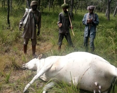 des éleveurs peuls au côté de l'un de leurs boeufs tués par les soldats FACA au village Bénamkor