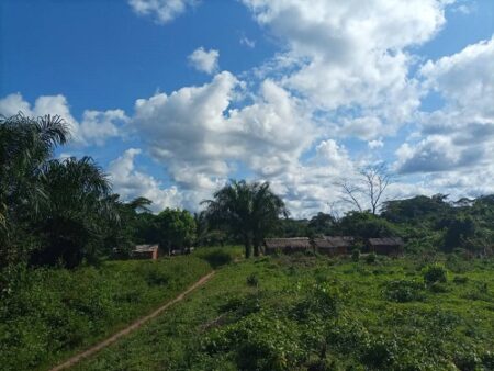 Un village entouré par les arbres et herbes à Bambio 