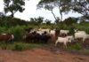 Une dizaine des boeufs au bord de la route entre Bossemptele et Baoro