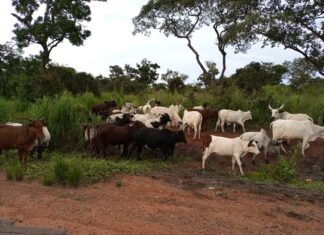 Une dizaine des boeufs au bord de la route entre Bossemptele et Baoro