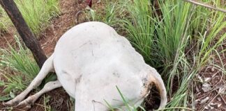 L'un des bœufs assassinés par des malfaiteurs près de Bangui, capitale de la République centrafricaine