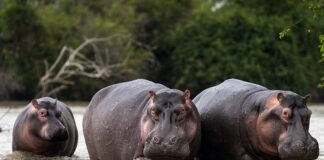 Les Hippopotames Dévastateurs : Un Défi pour les Agriculteurs de Bossangoa