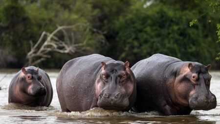 Les Hippopotames Dévastateurs : Un Défi pour les Agriculteurs de Bossangoa