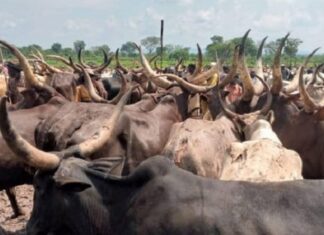 Le pâturage des bœufs au village Bouboui situé à 45 km de Bangui