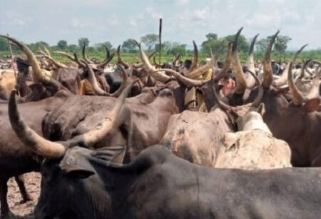 Le pâturage des bœufs au village Bouboui situé à 45 km de Bangui