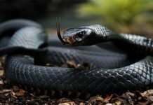 Les Morsures de Serpent à Cantonnier : Un Fléau En Croissance (Serpent Mamba d'Afrique)