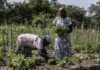 Deux femmes de Ndim en train de faire la recolte dans leur champ