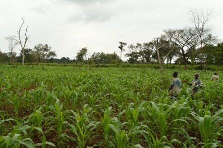 Un champ de Maïs proche de Bambari, dans la préfecture de la Ouaka. Par ACTED