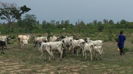 Ouham-Fafa : Cycle de violences entre éleveurs peuls et villageois, un mort à 15 km de Bouca