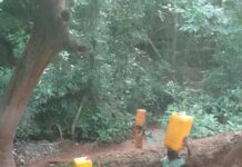 Des enfants du village de Yangoubanda transportant des jerrycans d’eau sur leurs têtes, traversant une forêt, illustrant l'article sur Ngbaté : l'école sous le manguier, symbole d'un système éducatif en ruine