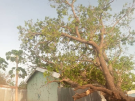 Un arbre massif couché sur une maison en tôle dans le quartier Socada de Kaga-Bandoro, montrant les racines exposées et les branches étendues.