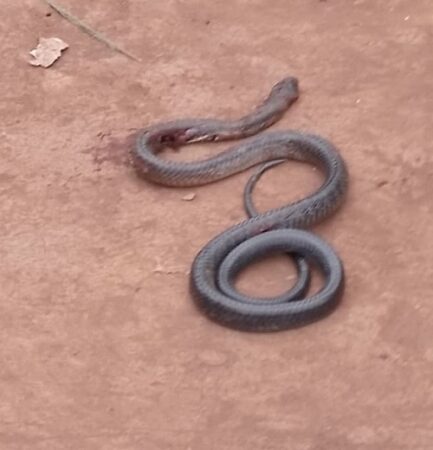 Serpent cobra sur un sol en terre battue après avoir mordu un jeune homme à Baboua