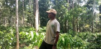 Un cultivateur de cacao se tenant debout dans une plantation verdoyante à Bilolo