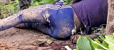 Un corps en décomposition vêtu d’un pantalon de sport bleu et d’un t-shirt, allongé sur le sol boueux et couvert de feuilles.
