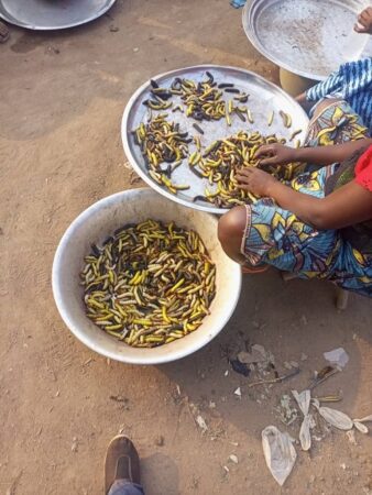 Personne triant des chenilles dans des grands bols dans un plein air au quartier Bimbo de Bangui, en République centrafricaine.