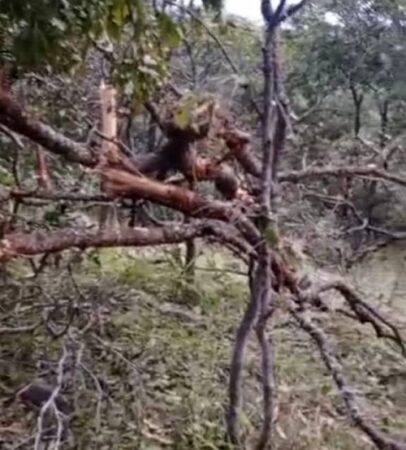 Les Arbres endommagés et branches cassées suite à des bombardements aérien Albatros de Wagner dans les motagnes de Ngaoukala, dans la préfecture de Lim-Pendé, près de Mann, en République centrafricaine