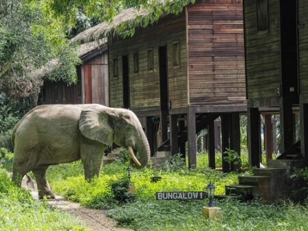 Un éléphant de forêt marche devant un bungalow sur pilotis dans le parc de Dzanga-Sangha, République Centrafricaine