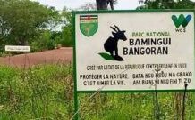 Fuite de responsabilité dans la Bamingui-Bangoran : quand l’État centrafricain sous-traite la paix sociale entre les Cultivateurs et les éleveurs aux ONG WCS Fuite de responsabilité dans la Bamingui-Bangoran : quand l’État centrafricain sous-traite la paix sociale entre les Cultivateurs et les éleveurs aux ONG WCS