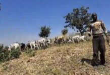 Tchad : Amnesty International dénonce l’échec des autorités face aux conflits meurtriers entre éleveurs et agriculteurs Tchad : Amnesty International dénonce l’échec des autorités face aux conflits meurtriers entre éleveurs et agriculteurs