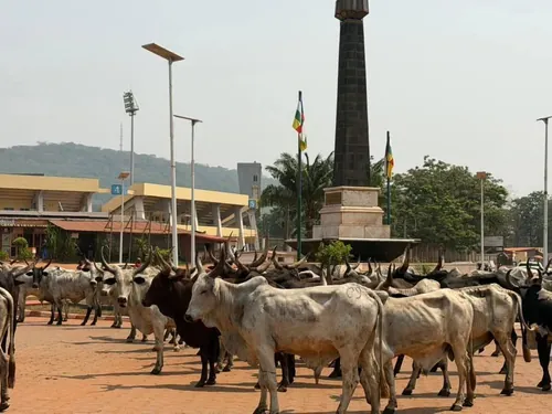 Débandade des boeufs à Bangui. Photo Ndota