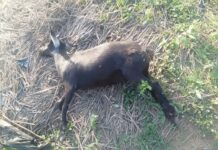 Grave crise sanitaire à Ouanda-Djallé : les animaux domestiques meurent par dizaines dans la ville Grave crise sanitaire à Ouanda-Djallé les animaux domestiques meurent par dizaines dans la ville